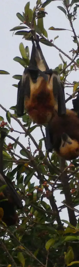 Spektakuläre, hörbare Fauna